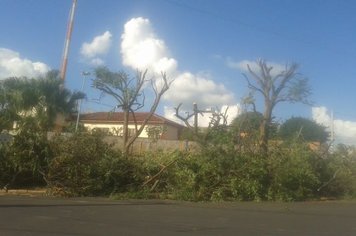 Taiúva - Cidade continua com podas de árvores!